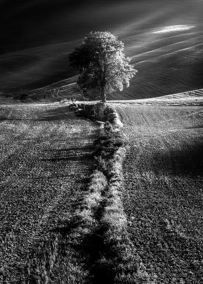 Monochrome tree