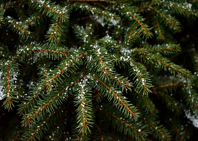 Snowy Pine