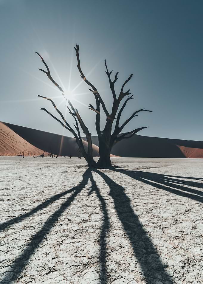 Dead Vlei Tree