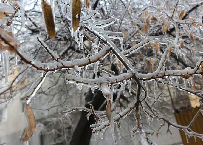 The ice covers the branche