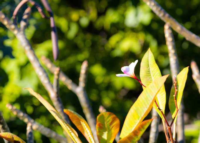 Little flower blooming