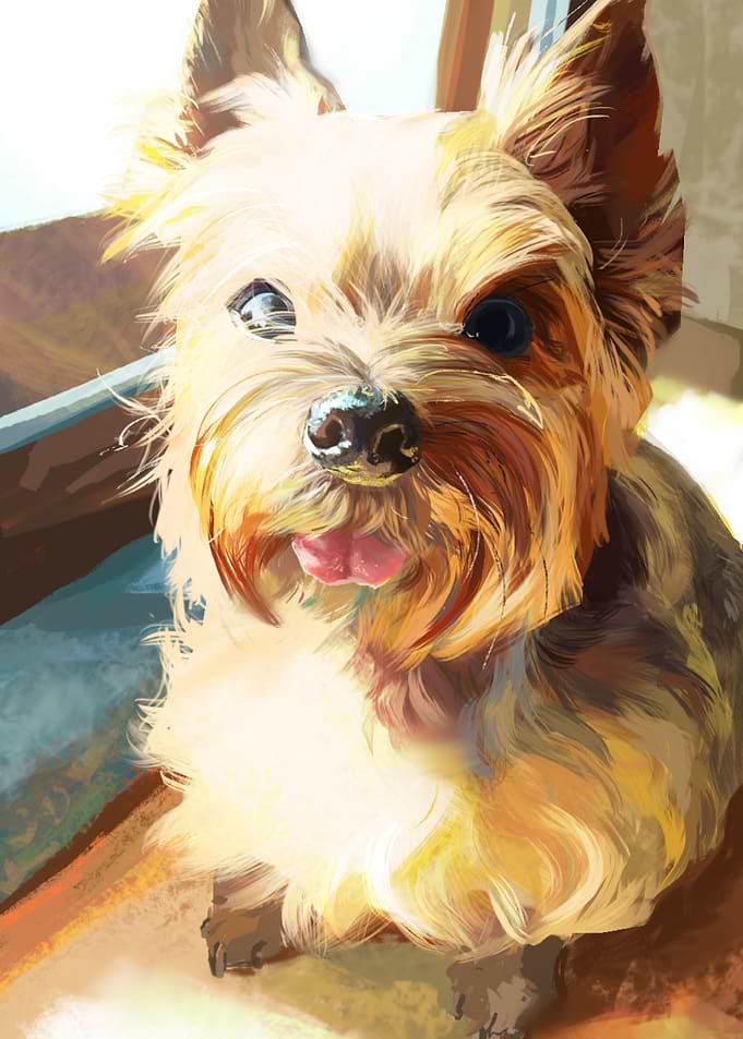 yorkie portrait