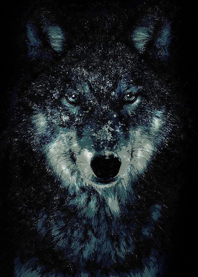 Wolf 7