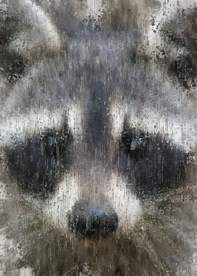 Racoon