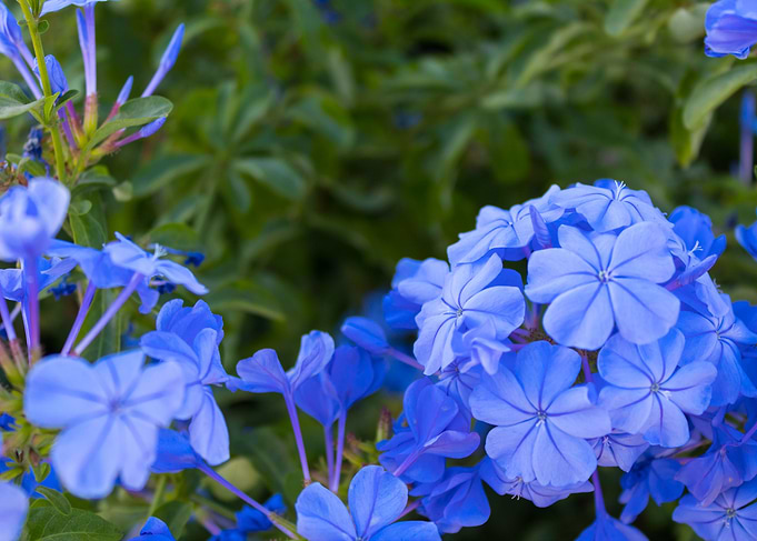 A lot of purple flowers