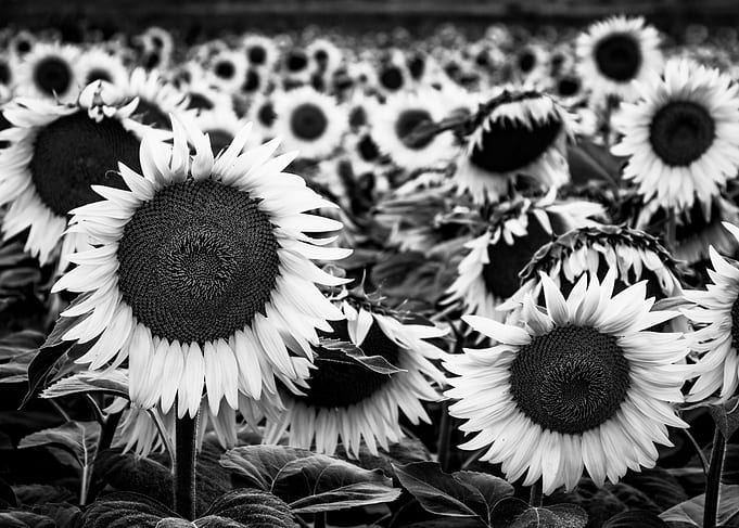 Monochrome sunflower