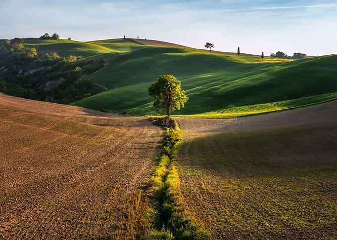 The lonely tree