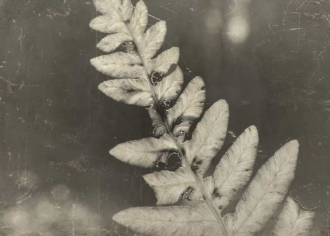 Transparency II