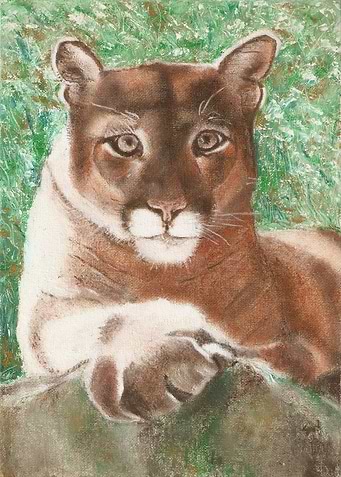 Lion 5
