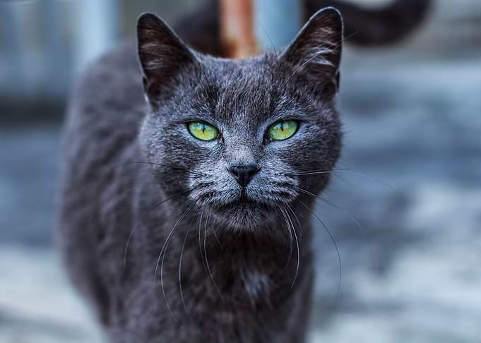 Green Eyes