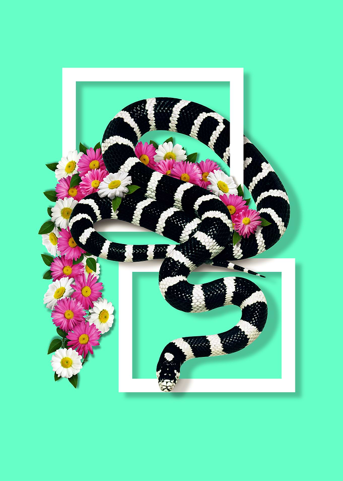 California kingsnake