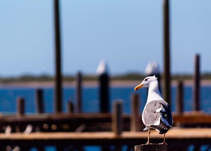 Seagull on a harbor
