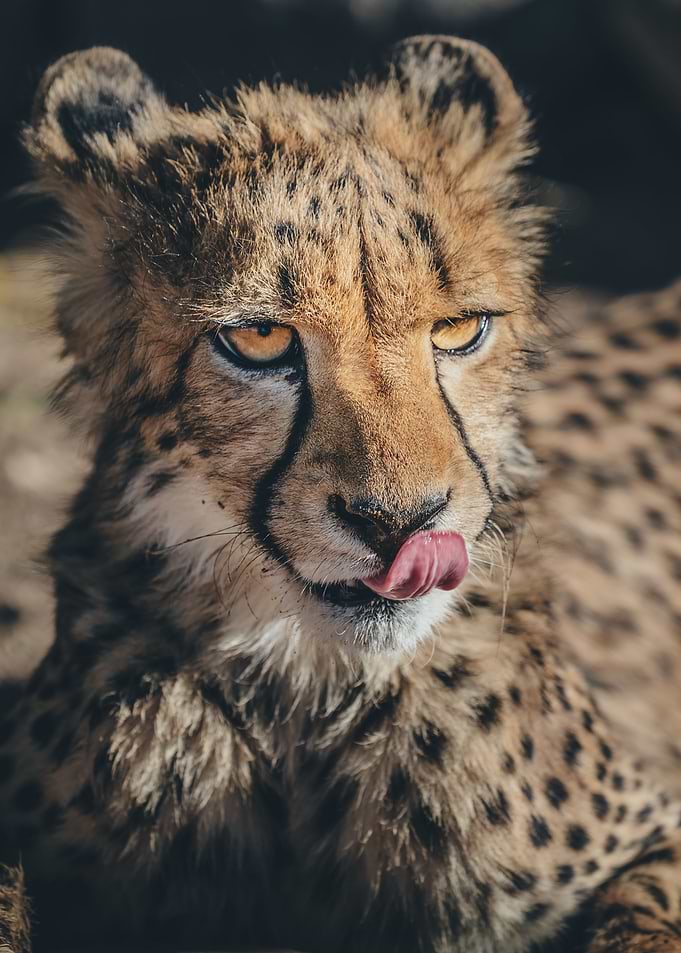 Hunting Time