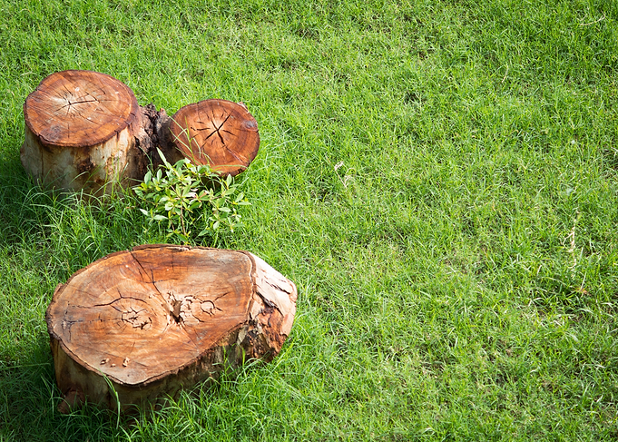 cut down trees