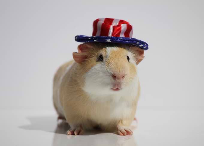 The pet Guinea Pig