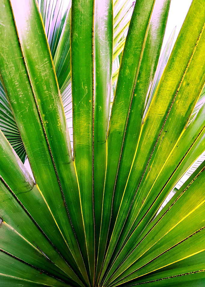 GREEN AND YELLOW