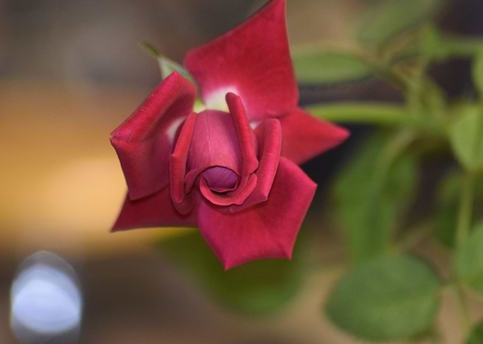 Baby Rose