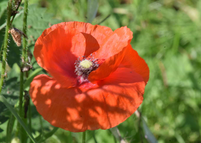 Pretty Poppy