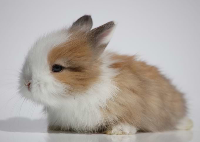 The Angora Bunny