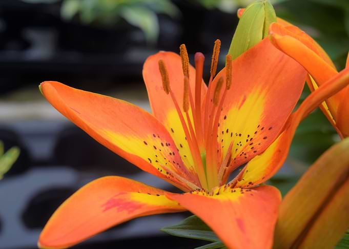 Lilly