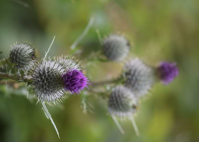 Royal Thistles