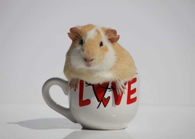 Cup of Love