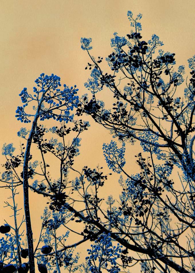 Beckon the Blue
