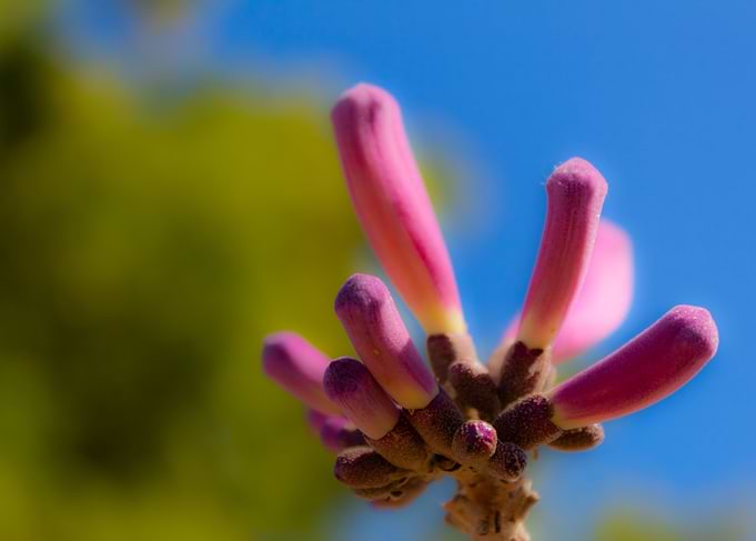 Blooming flowers