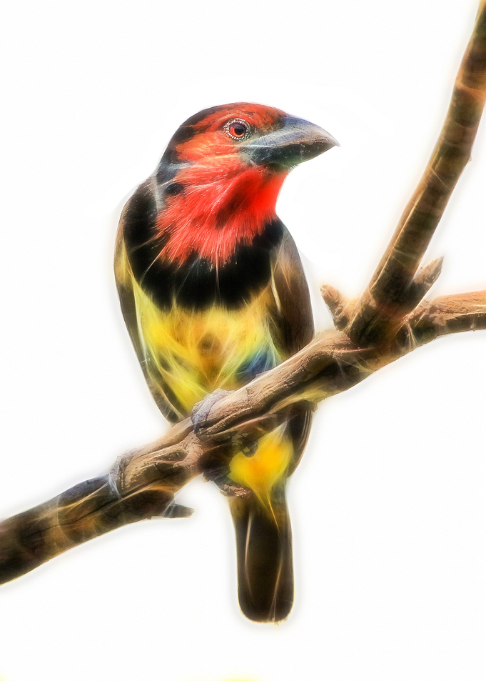 Black Collared Barbet
