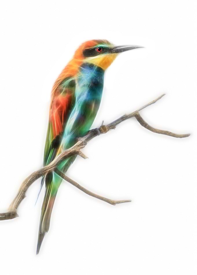 European bee eater