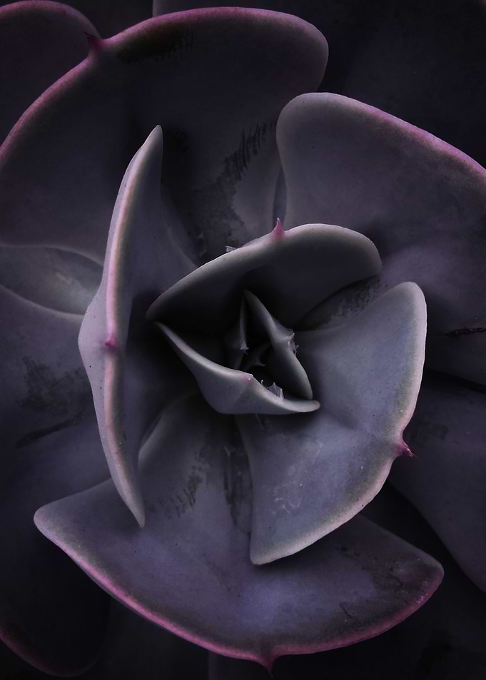 DARKSIDE OF SUCCULENTS-8E
