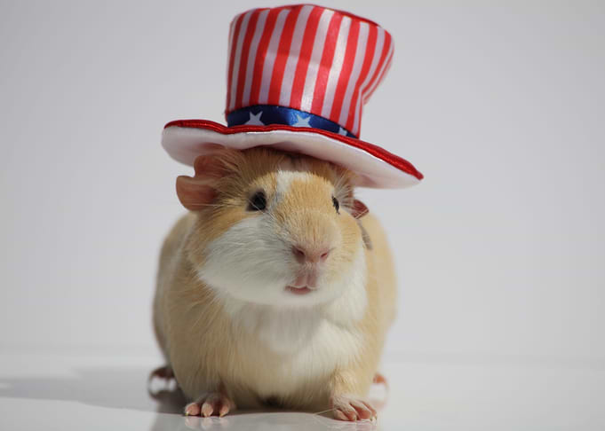 The Guinea Pig