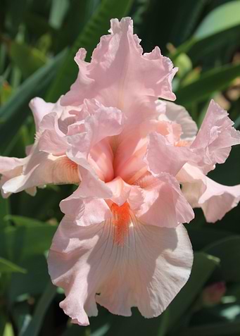 Just a Hint of Pink