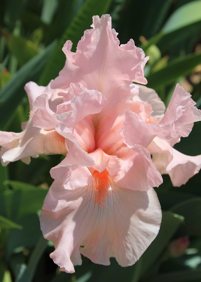 Just a Hint of Pink