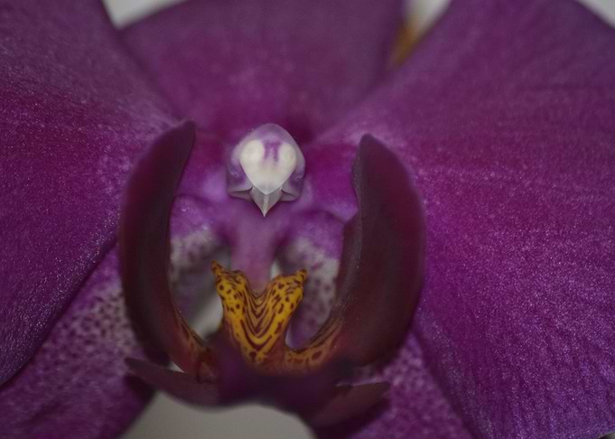 Orchid