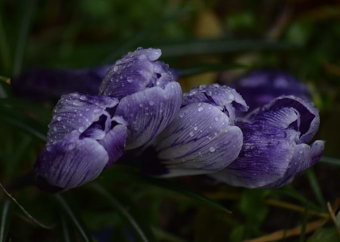 Crocus Four