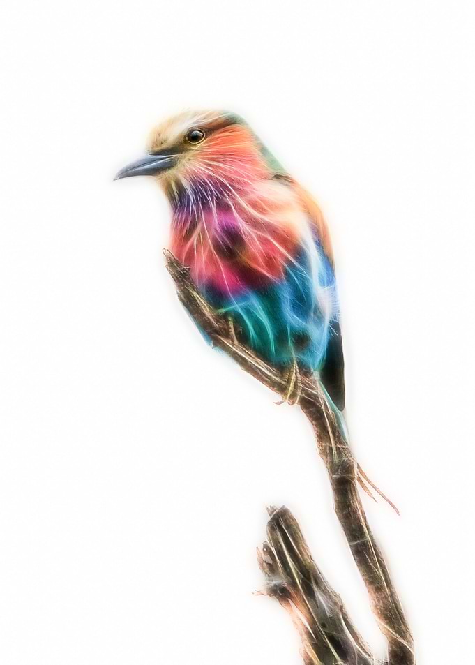 Lilac breasted roller bird