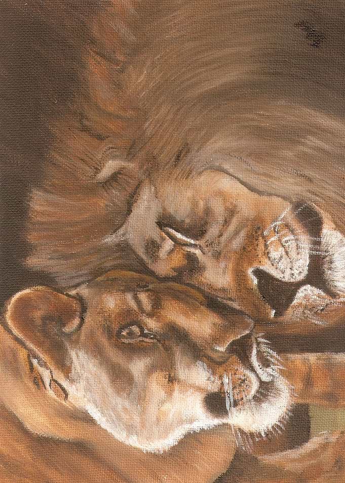 Lion 4