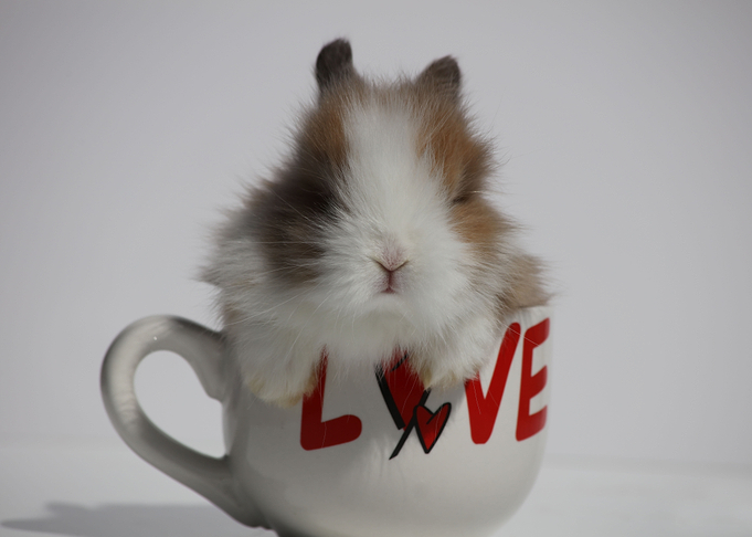 The Angora Bunny