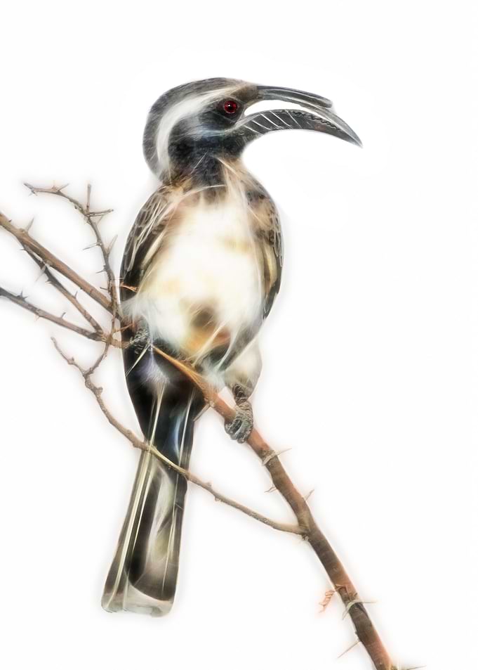 Grey Hornbill