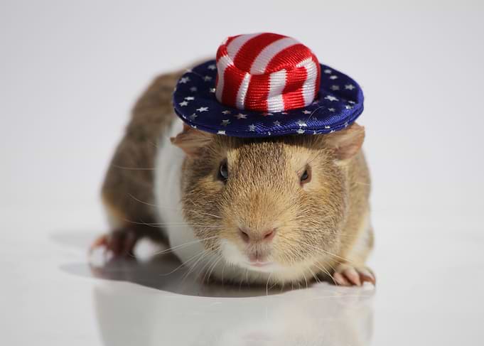 The Guinea Pig