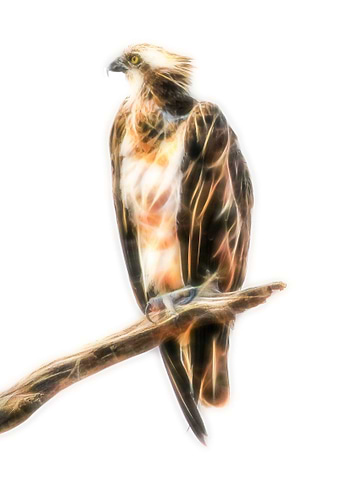 Osprey