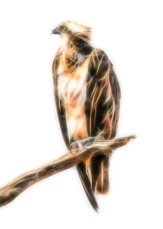 Osprey