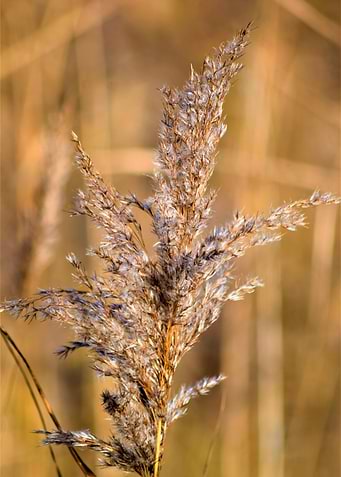 Grass