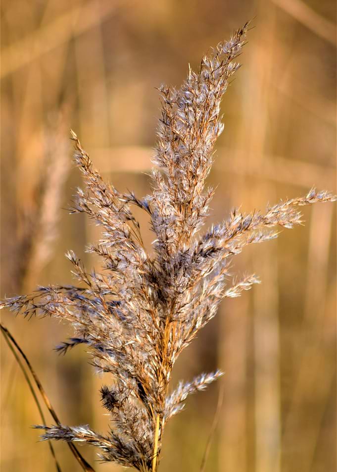 Grass