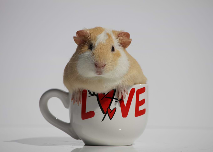 Cup of Love