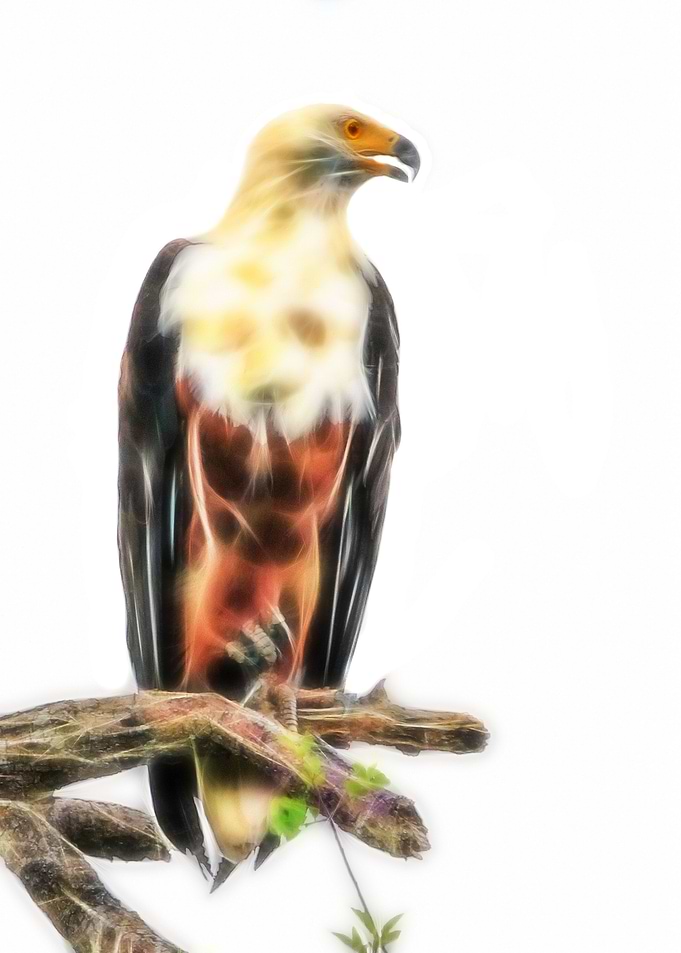 Fish Eagle