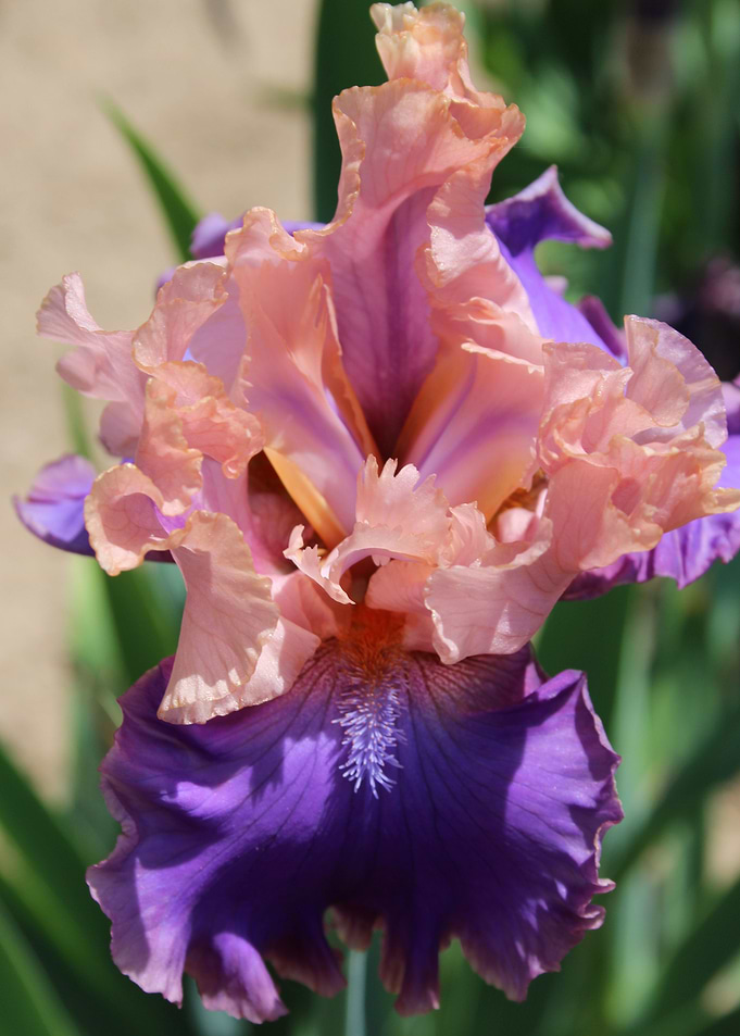 Pink or Purple