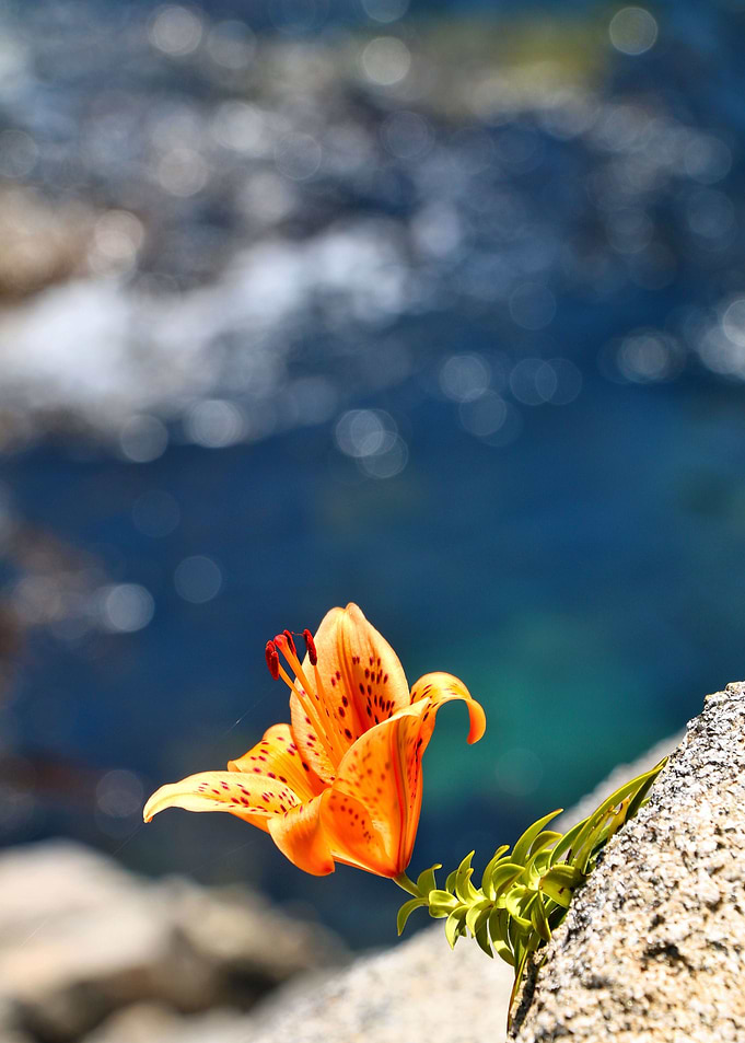 Beauty by the Waters