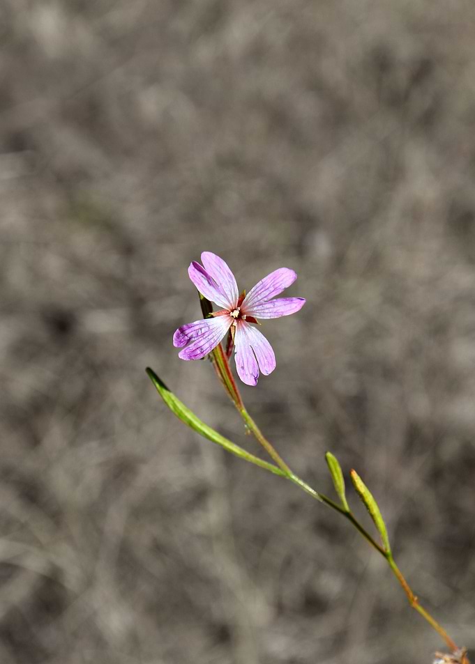 Pink in Idaho